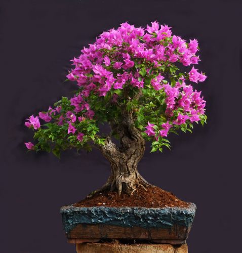 buying-and-propagating-original-bonsai