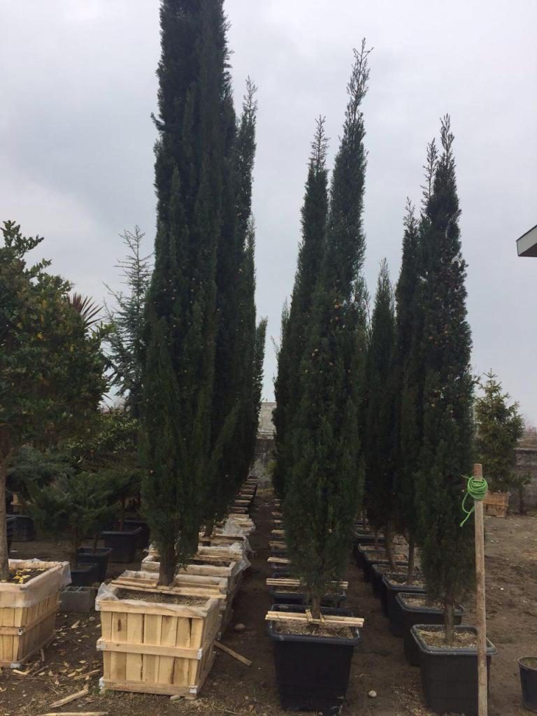Takbagh-Greenhouse-and-Nursery