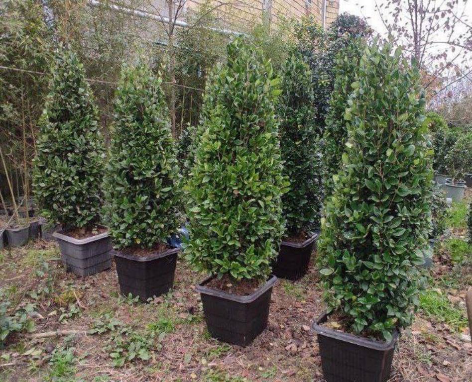 bulk-supply-of-plants-and-seedlings-for-large-projects