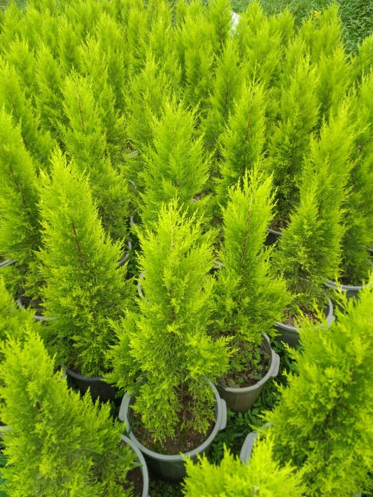 bulk-supply-of-plants-and-seedlings-for-large-projects