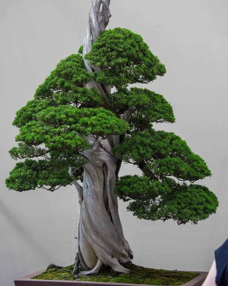 buying-and-propagating-original-bonsai