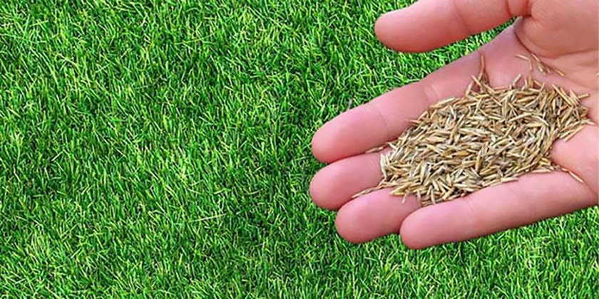 buying-quality-foreign-grass-seeds