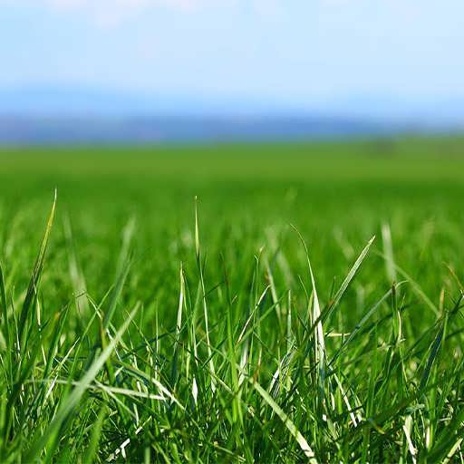 buying-quality-foreign-grass-seeds