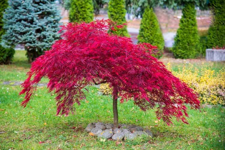 choosing-shade-loving-and-sun-loving-plants-and-shrubs
