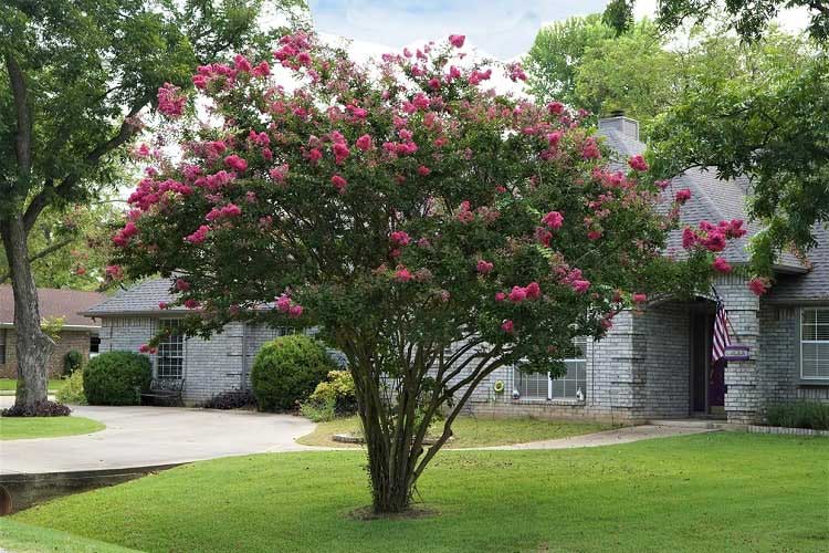 choosing-shade-loving-and-sun-loving-plants-and-shrubs
