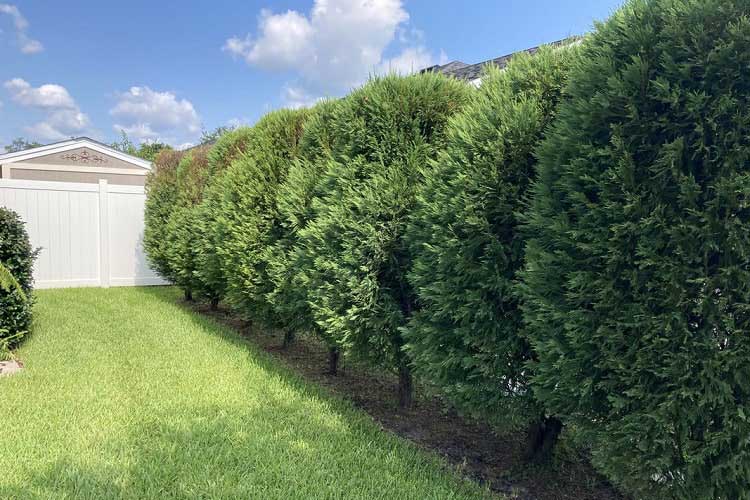 choosing-shade-loving-and-sun-loving-plants-and-shrubs