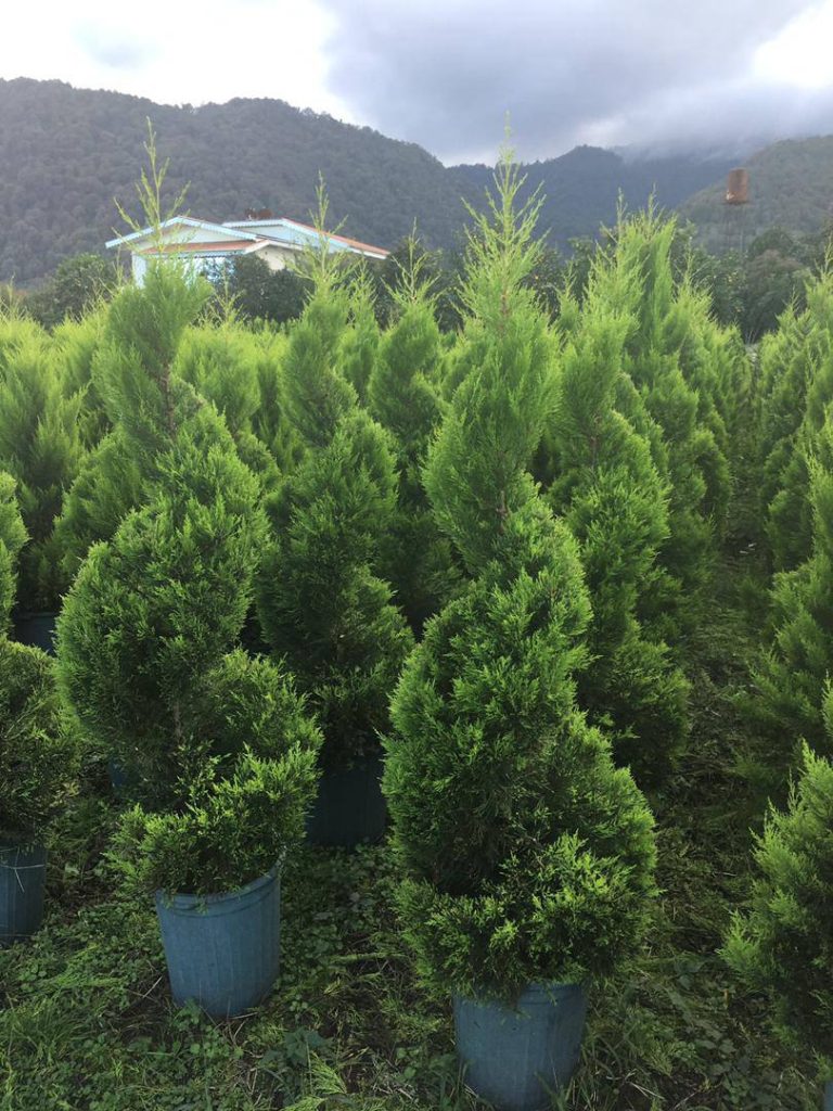 decorative-seedlings-for-green-spaces-and-villa-landscaping