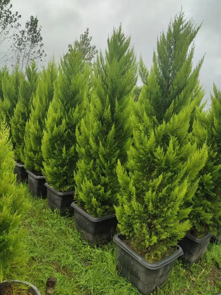 decorative-seedlings-for-green-spaces-and-villa-landscaping