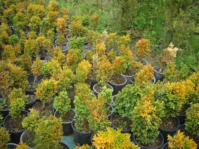 decorative-seedlings-for-green-spaces-and-villa-landscaping