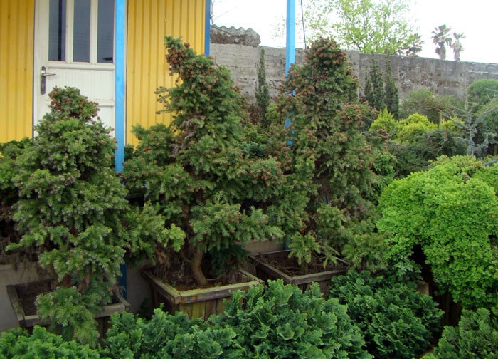 decorative-shrubs-for-villa-green-spaces