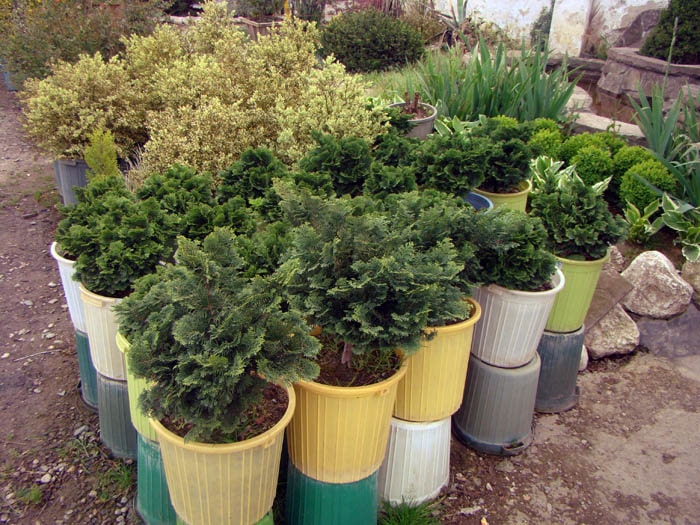 decorative-shrubs-for-villa-green-spaces