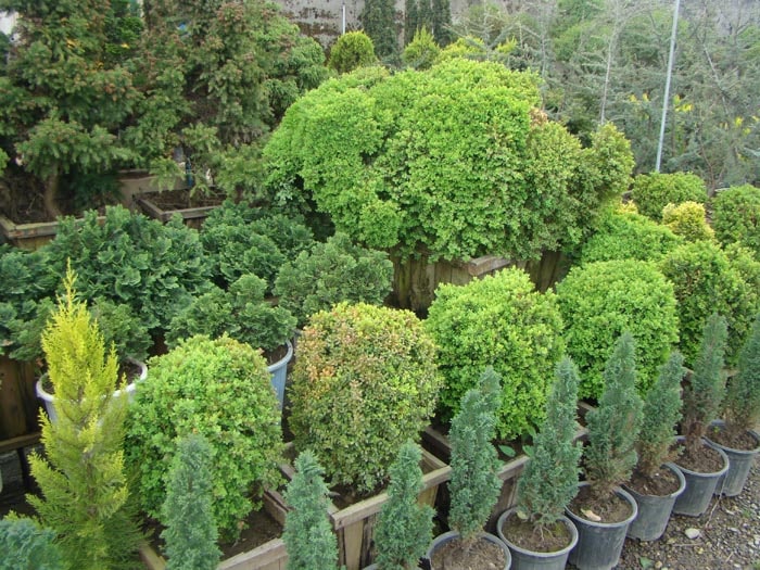 decorative-shrubs-for-villa-green-spaces