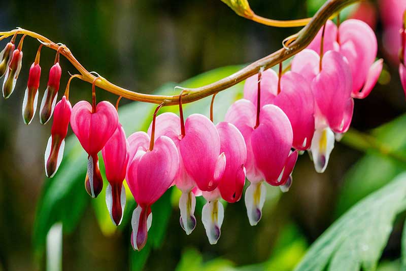 external-decorative-plants