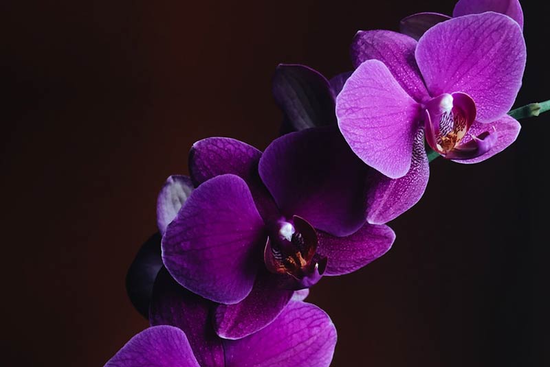 external-decorative-plants