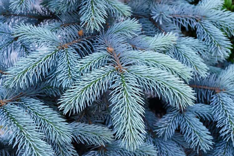 external-decorative-plants