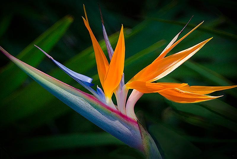 growing-exotic-ornamental-plants