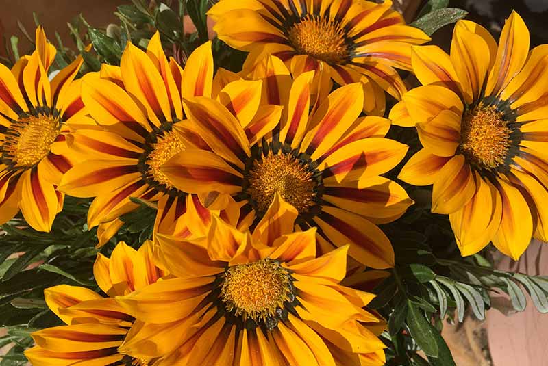 growing-exotic-ornamental-plants