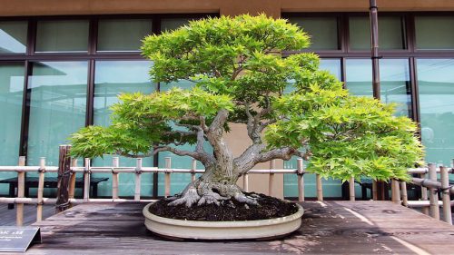 how-to-make-and-maintain-the-original-bonsai