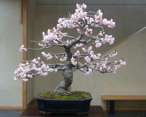 how-to-make-and-maintain-the-original-bonsai