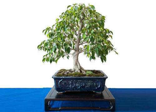 how-to-make-and-maintain-the-original-bonsai