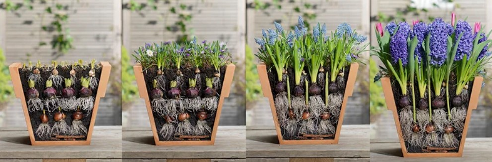 learning-how-to-plant-maintain-and-propagate-bulbs-of-exotic-flowers