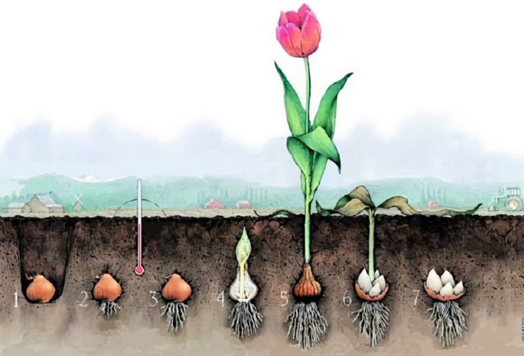 learning-how-to-plant-maintain-and-propagate-bulbs-of-exotic-flowers