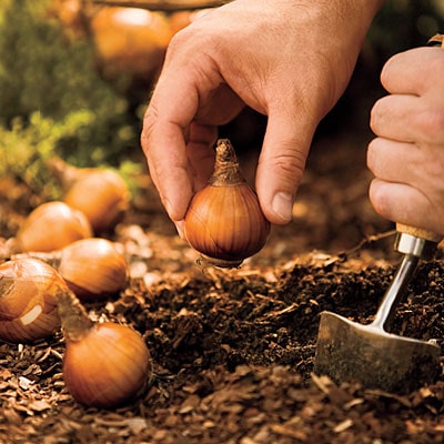 learning-how-to-plant-maintain-and-propagate-bulbs-of-exotic-flowers