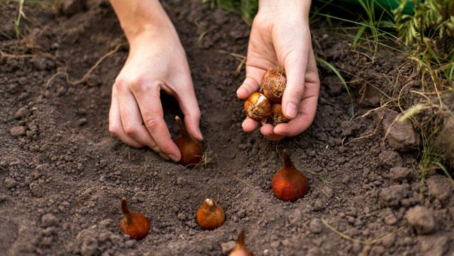 learning-how-to-plant-maintain-and-propagate-bulbs-of-exotic-flowers