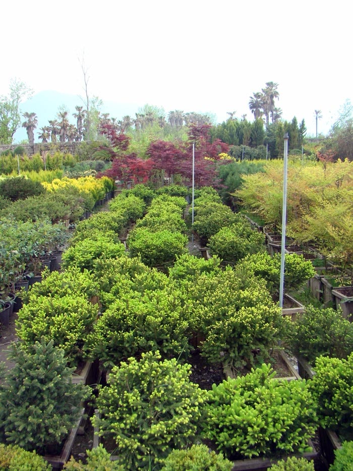 plant-selection-advice-for-green-space-projects