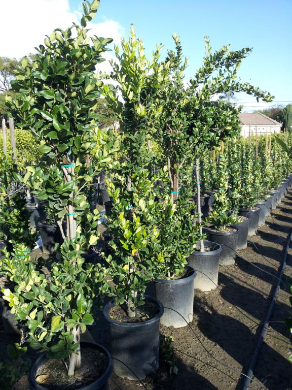 plant-selection-advice-for-green-space-projects
