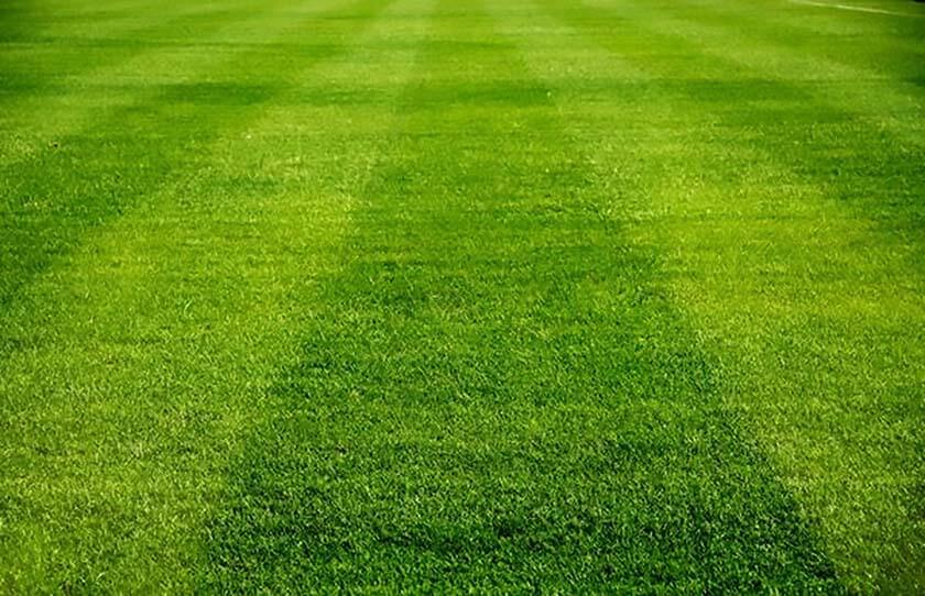 professional-lawn-planting