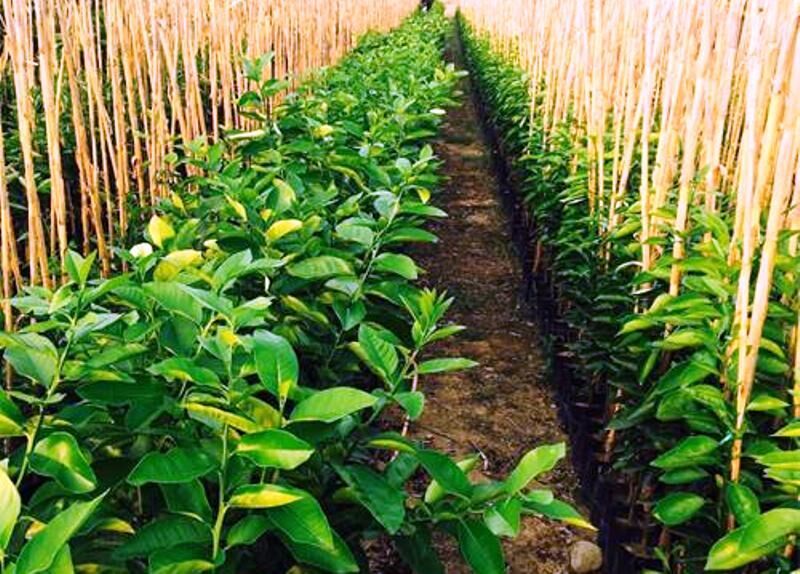 providing-ornamental-plants-for-villa-green-space-projects