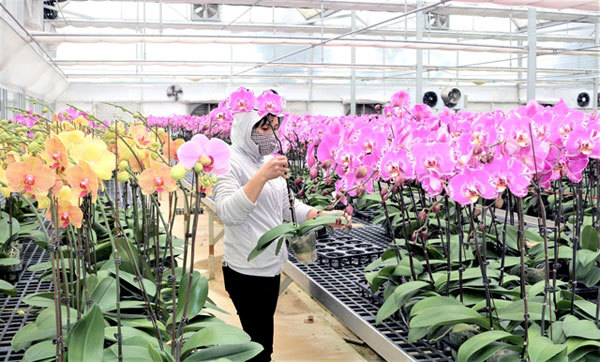 purchase-of-imported-ornamental-plants-and-seedlings