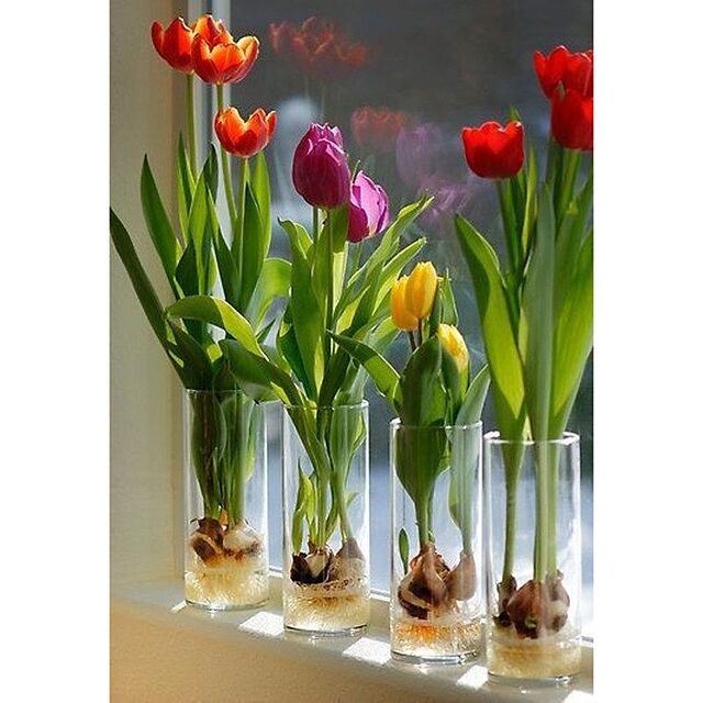 selling-bulbs-of-various-foreign-flowers