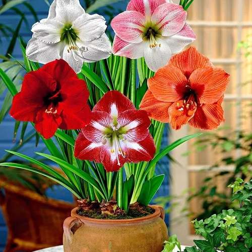 selling-bulbs-of-various-foreign-flowers