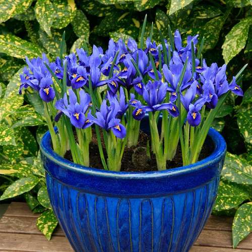 selling-bulbs-of-various-foreign-flowers