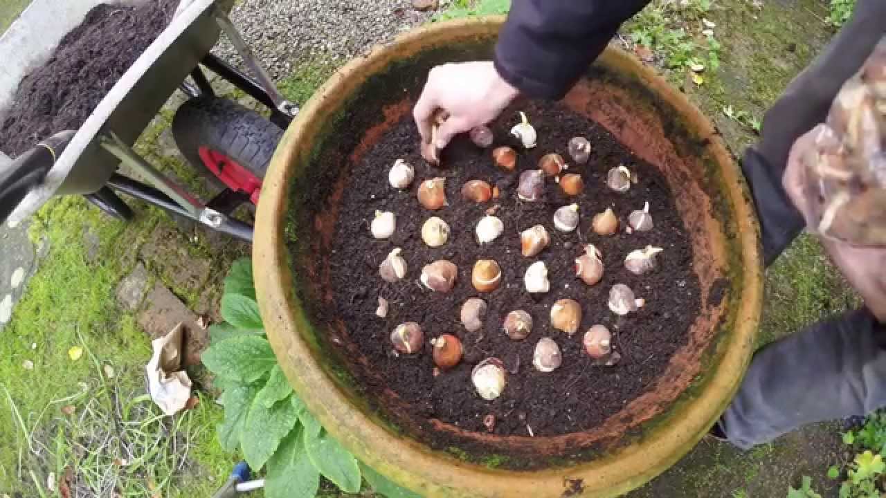 selling-bulbs-of-various-foreign-flowers