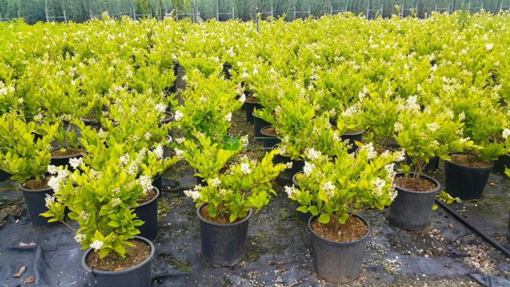 sending-plants-to-landscaping-projects-and-villas