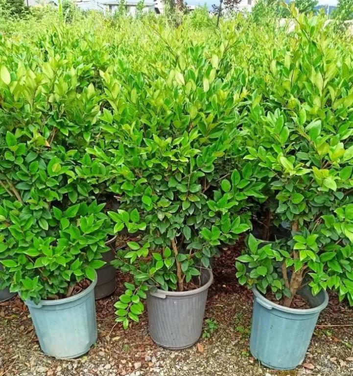 sending-plants-to-landscaping-projects-and-villas