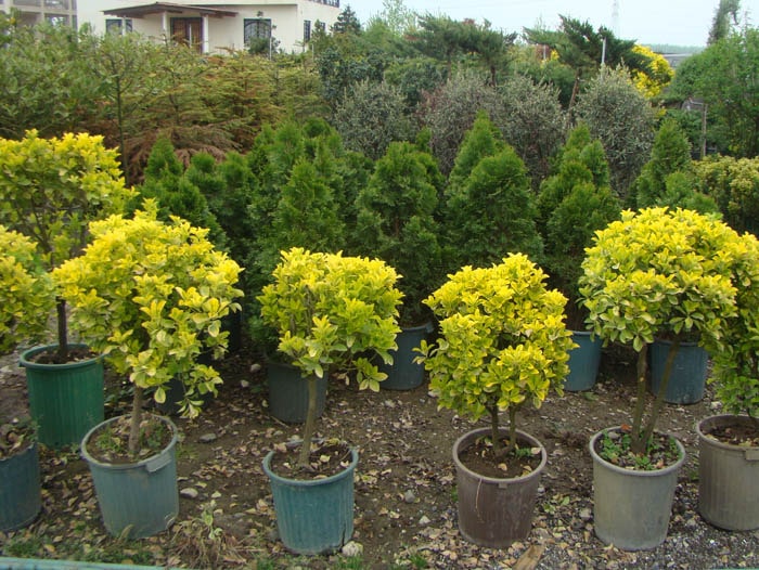 sending-plants-to-landscaping-projects-and-villas