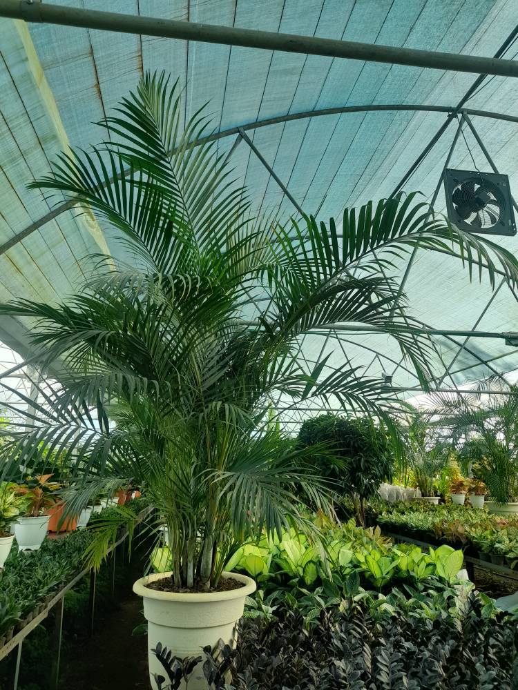 tips-for-maintaining-plants-and-seedlings