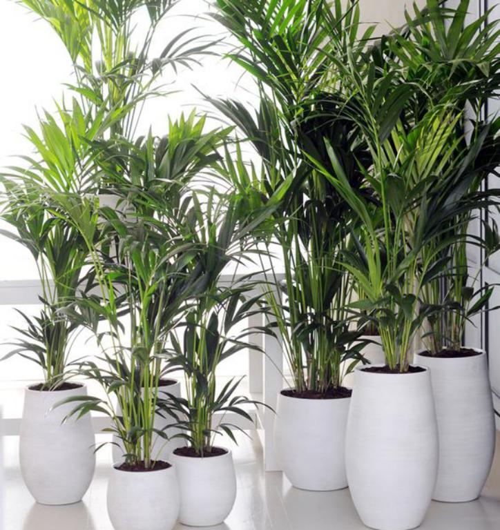 tips-for-maintaining-plants-and-seedlings