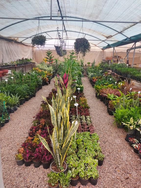 tips-for-maintaining-plants-and-seedlings
