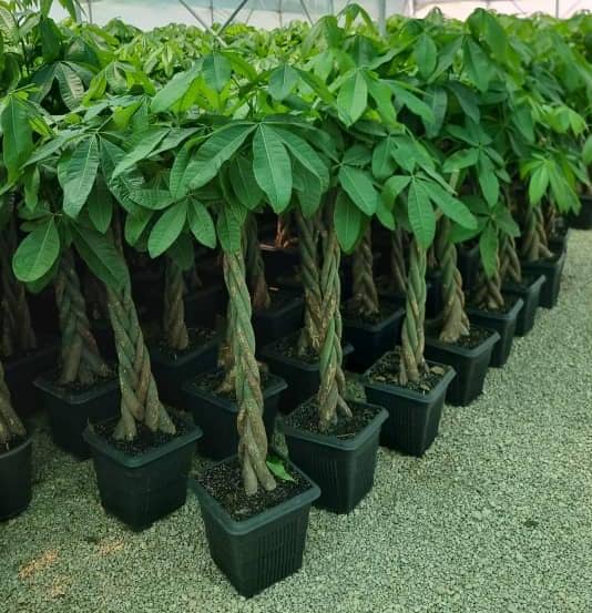 Importing Ornamental Plants and Flowers from Iran