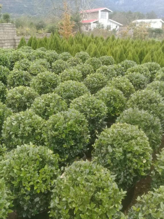 Outdoor-Ornamental-Plants-and-Flowers-from-TakBagh
