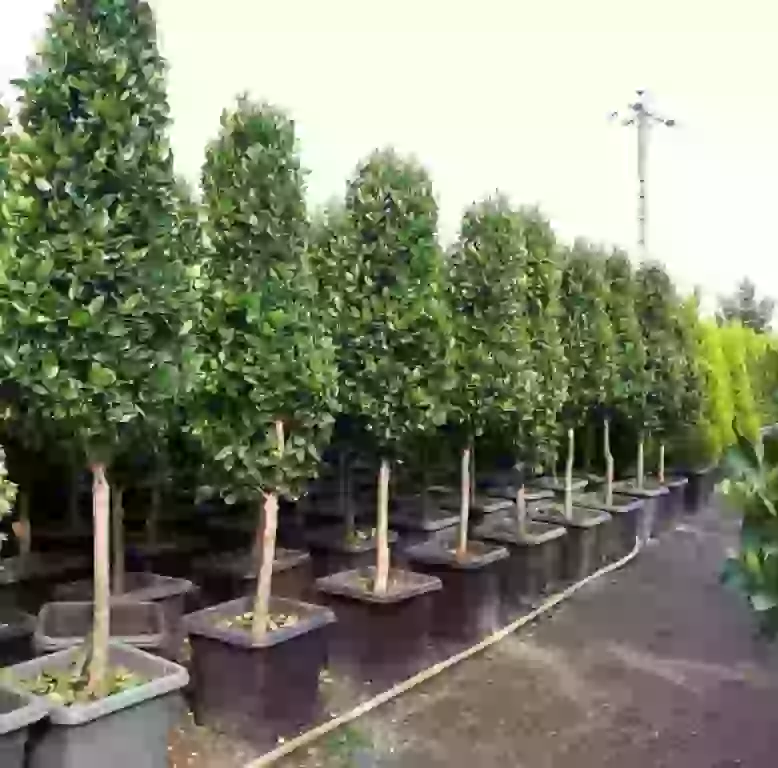 greenhouse.takbagh