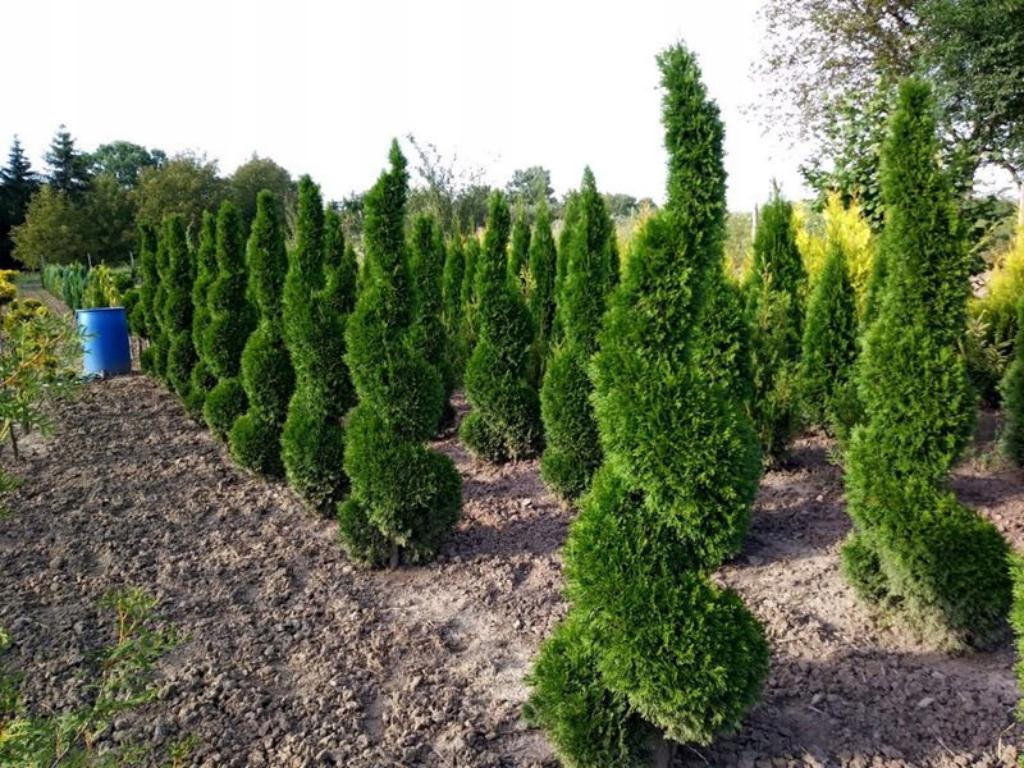 importing-ornamental-plants-from-iran-ar