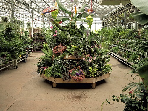 ornamental-plant-greenhouse-and-landscaping-in-kordan