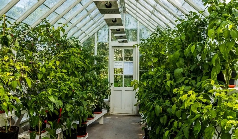 ornamental-plant-greenhouse-in-shahryar